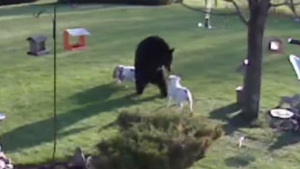 2 Bulldog üldözte el a család kertjéből a medvét- videó