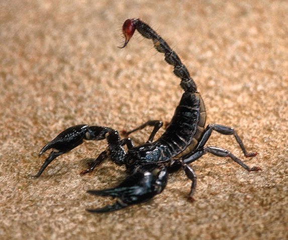Jégkrémes dobozba rejtettek élő skorpiókat