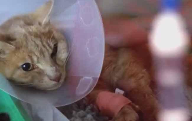 Így hozták vissza az életbe a két perce halott cicát! - videó