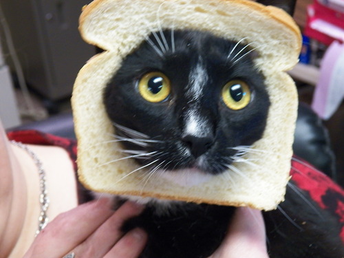 Új fotózási őrület: kenyér szeletbe ágyazott cica