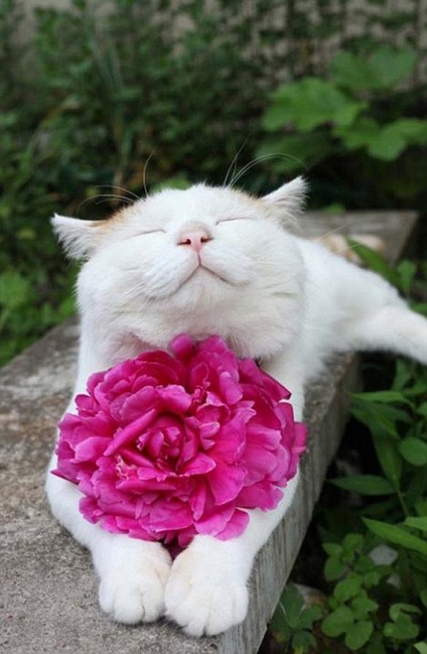 Zen-macska - a boldogság művészete 