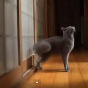 Így ébreszti fel hatásosan gazdáját egy okos macska! – videó