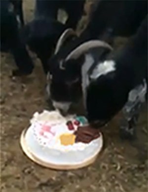 Bosszú: állatokkal falatta fel fia tortáját, mert megbukott az érettségin – videó