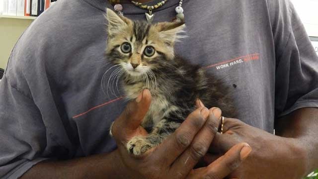 Kitten-rescued-from-truck-jpg