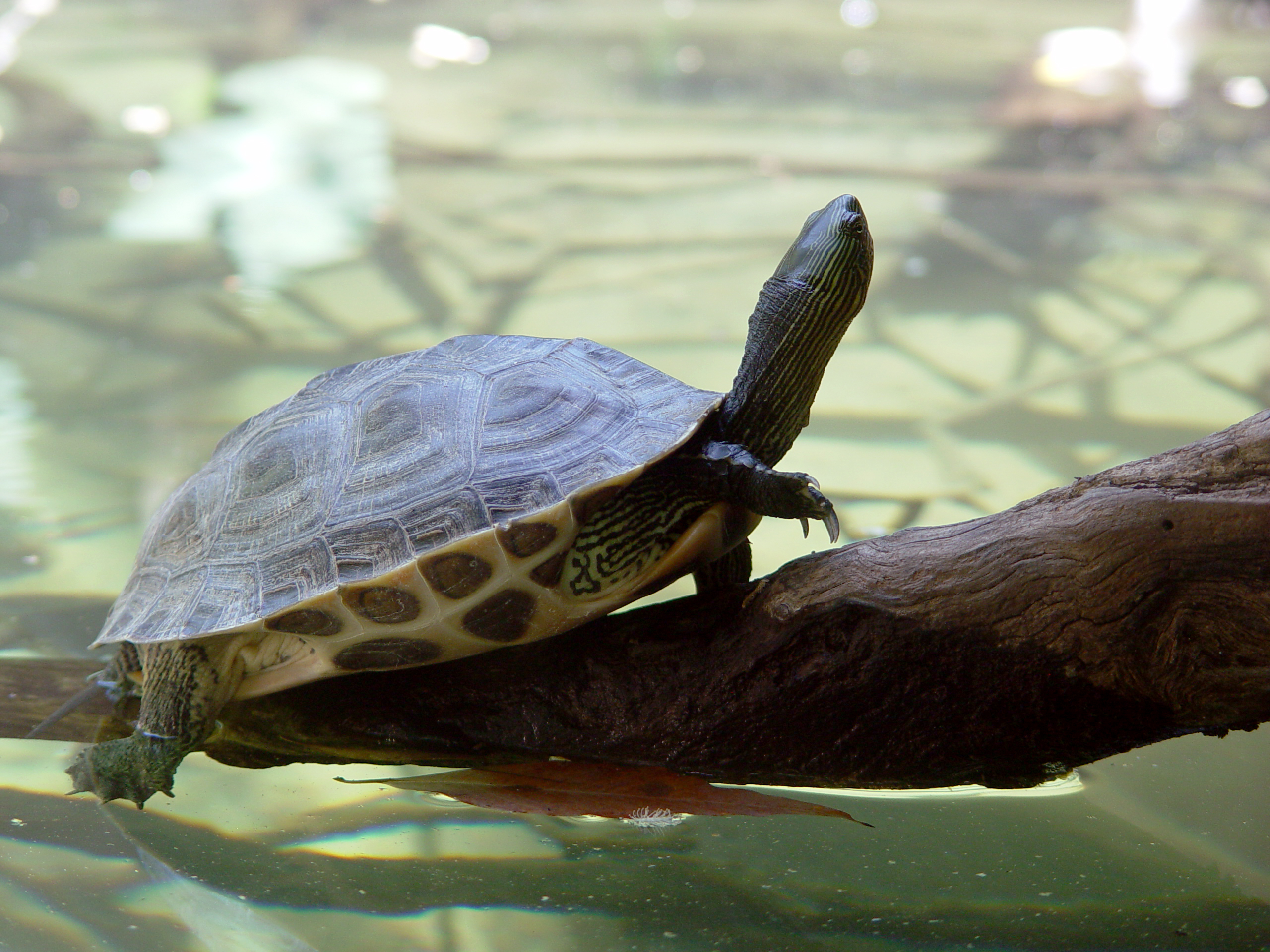 Védett teknősbékákat találtak egy utas csomagjában a prágai repülőtéren
