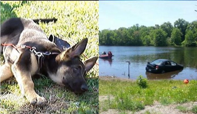 Puppy-Plunges-Car-Into-Pond-665x385