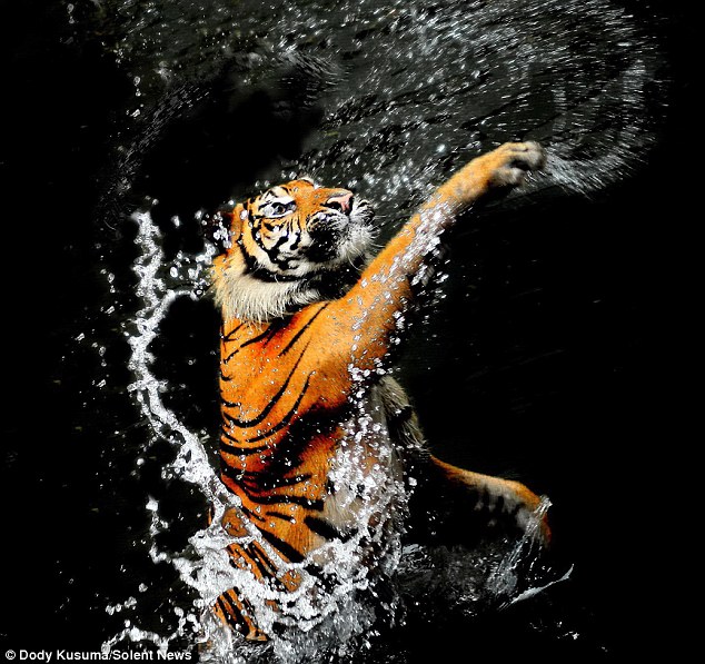 A tigrisek így játszanak a vízzel - fantasztikus képek 