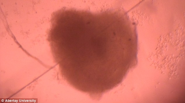 Miniatűr emberi szívet növesztettek a tudósok egy laboratóriumban! – videó
