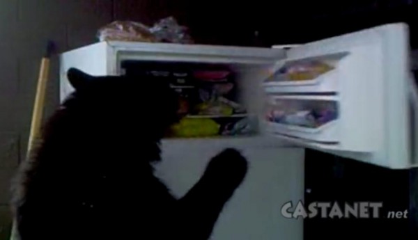 bear-eats-couple-garage-freezer