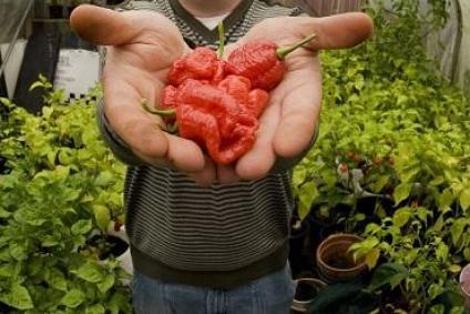 1000 ember egyszerre evett a világ egyik legerősebb chili fajtájából – videó