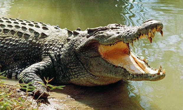 Krokodilt fogadott be a férfi, aki rájött, hogy nagy hibát követett el