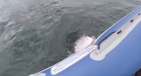 Fehér cápa gumicsónakba harap- videó