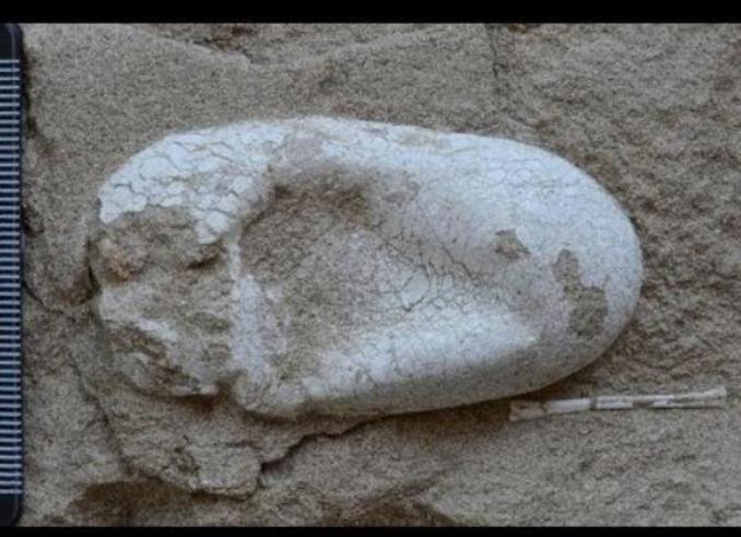 120 millió éves dinoszaurusz tojásokat találtak a kutatók