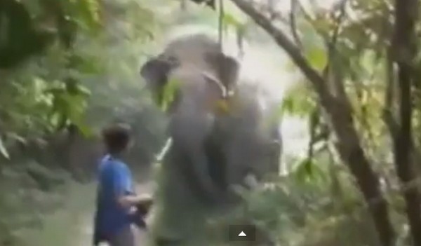 Egy kézmozdulattal megállította a felbőszült elefántot a férfi- videó