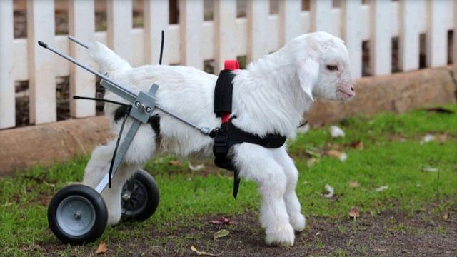frostie-the-goat