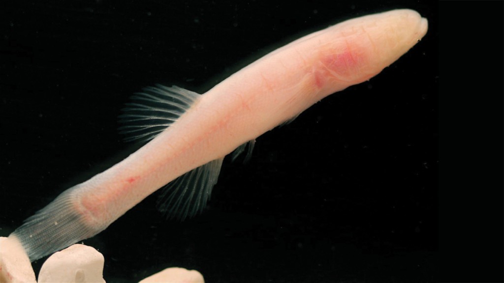 hoosier-cavefish (1)