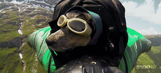 Itt a világ első bázisugró kutyája! – videó