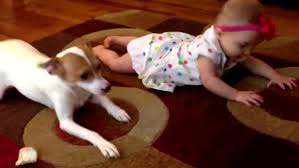 Így tanítja a kutyus kúszni a 7 hónapos babát! – videó