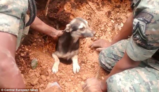  Az 5 ember halálát okozó földcsuszamlást túlélte egy kutya - videó