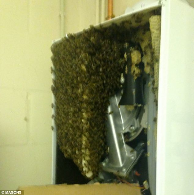 15 ezer méh volt a kazánban