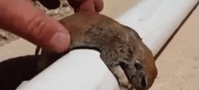 Így élesztette újra a vízbe esett mókust egy férfi! – videó