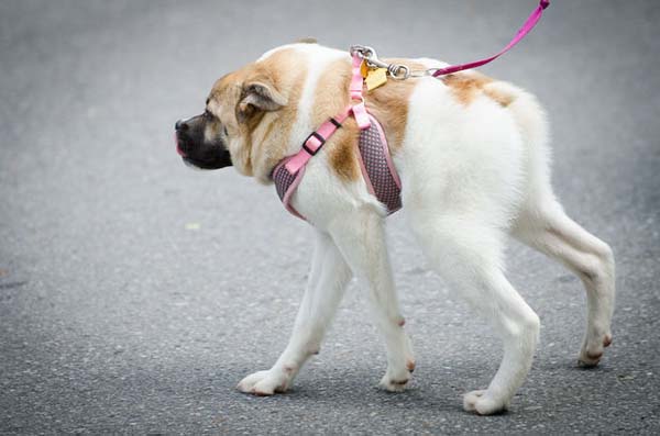 Bizarr rendellenesség miatt malacnak néz ki a kutyus – videó