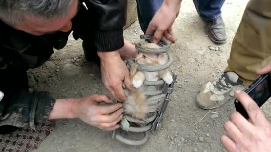 Így mentették meg a lengéscsillapító rugójába szorult cicát! – videó