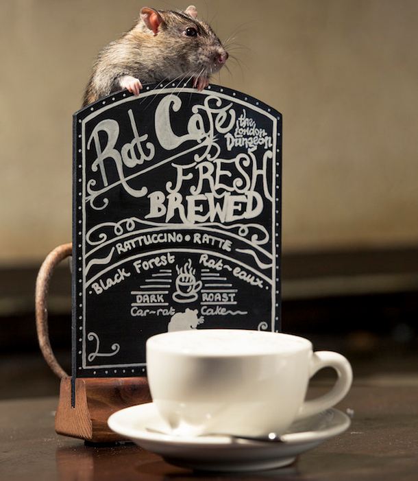 Patkány kávézó nyílt Londonban