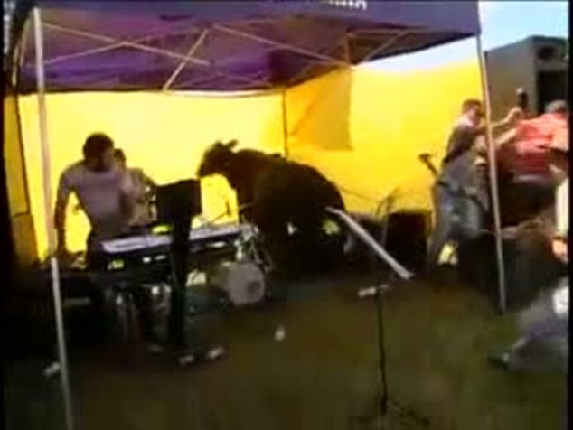 A zenei fesztivál sátrát előadás közben összedöntötte egy tehén - videó!