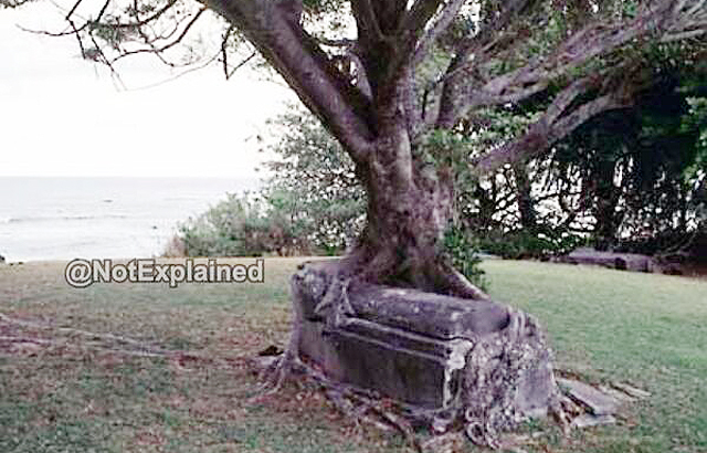 Csodás jelenség: fa öleli át a sírt egy Hawaii nemzeti parkban! – fotó