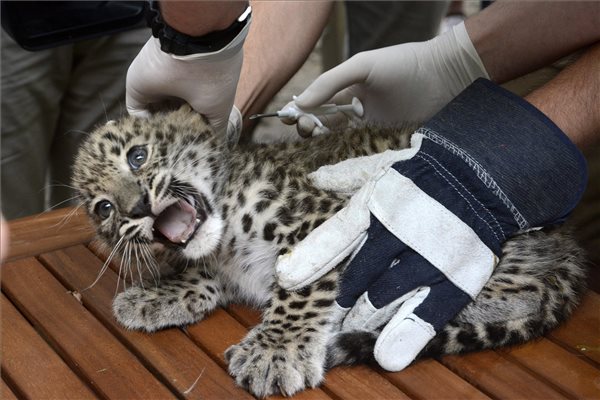  Bakonyi László állatorvos azonosító chipet ültet be a Jászberényi Állatkert három új, május 18-án született perzsaleopárd-kölykei egyikének bőre alá 2014. 