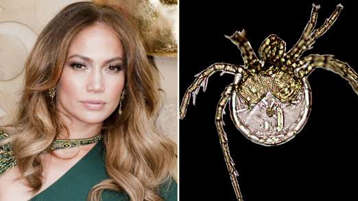 Jennifer Lopez énekesnőről neveztek el egy új állatfajt