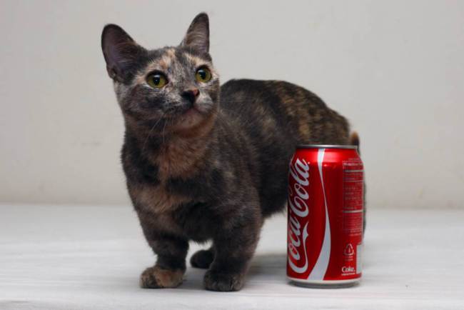 A világ egyik legkisebb cicája 13 cm magas - fotók és videó