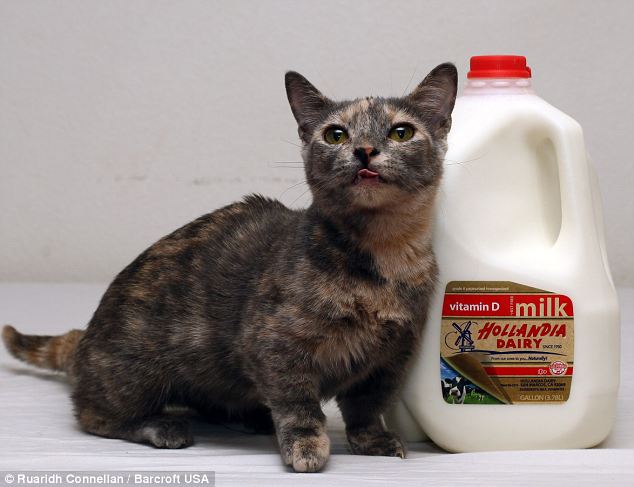 article-2675266-1F43A82400000578-188_634x487