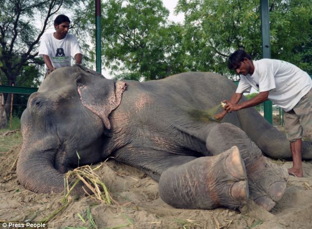 Hálából sírt az elefánt, akit 50 év rabság után szabadítottak ki! – videó