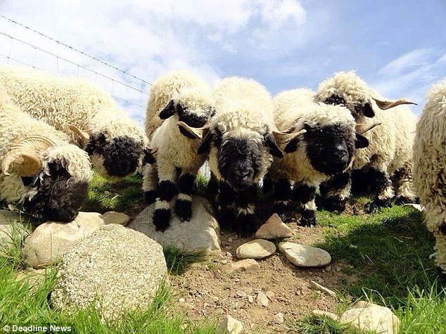 Egy skót házaspárnak vannak a világon a legcukibb bárányai