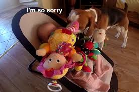 Aranyos videó a kutyusról, aki elcsente a baba játékát, majd bocsánatot kért