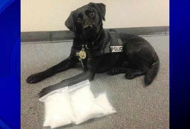 Ők az amerikai rendőrség legügyesebb drogkereső kutyái! – fotók