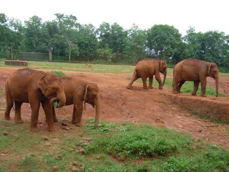Tiszták a heroinfüggő elefántok