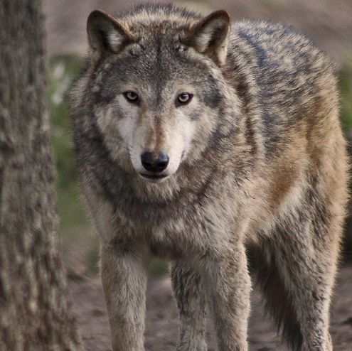 Öt farkast azonosítottak a Gömör-Tornai-karszton és a Zemplénben