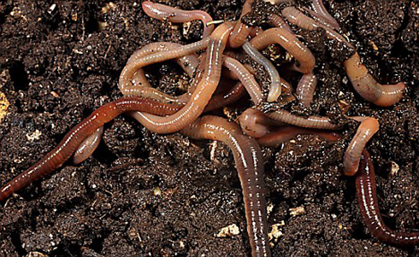 Close up of a mass of earthworms in heap on soil.