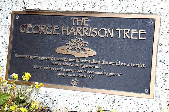 Bogarak pusztították el George Harrison emlékfáját