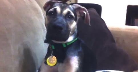 Kutyák csuklanak - szuper összeállítás egy videóban