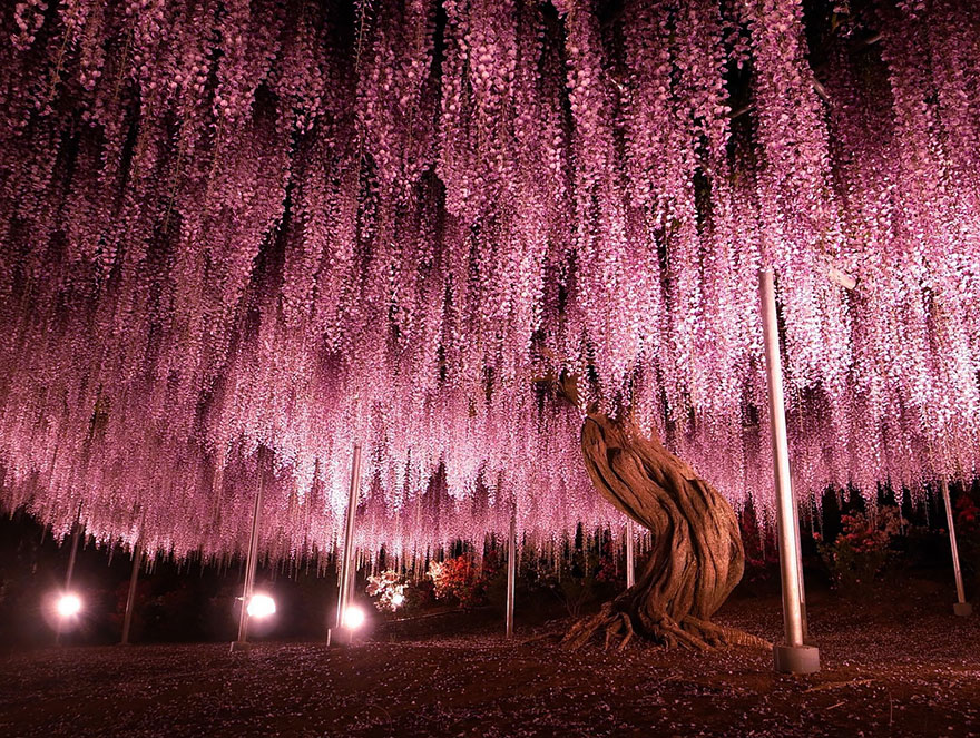 Lila felhő Japánban: 144 éves a lilaakácfa 