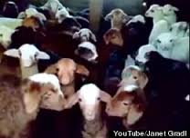 Cukiság a köbön: így fele(se)lnek vissza kórusban a kecskegidák - videó