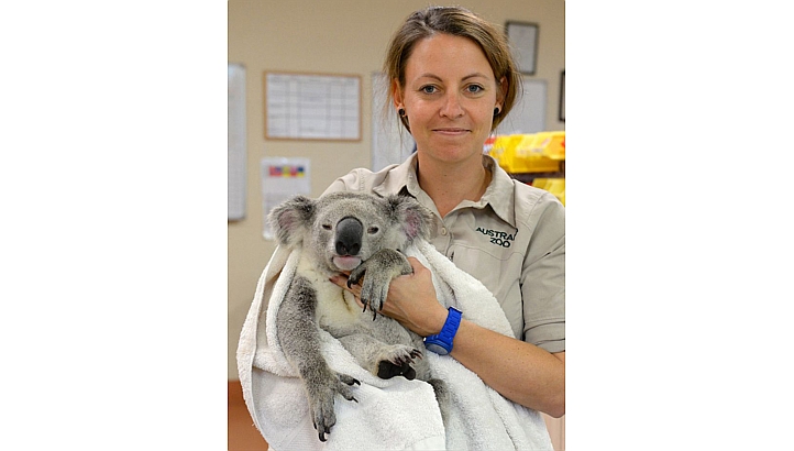 90 km-en át lógott a koala az autó aljáról, szerencsésen megúszta