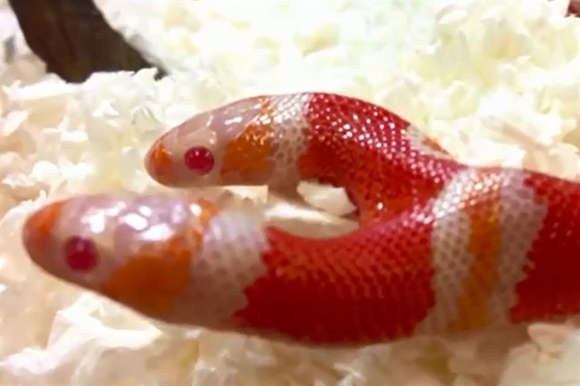 A kétfejű kígyó önmagával küzd! – videó