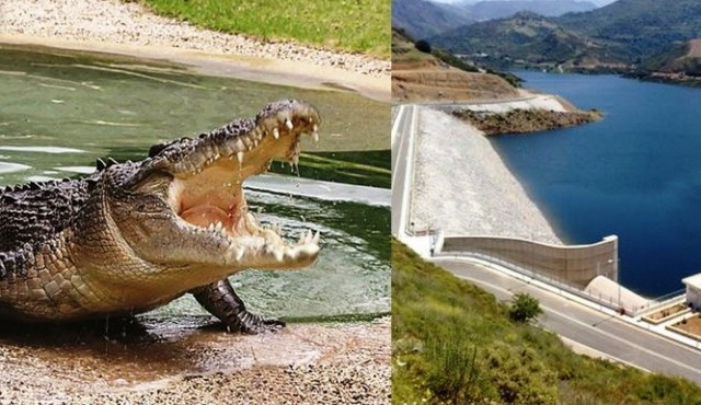 Krokodil lakik egy krétai tóban - videó