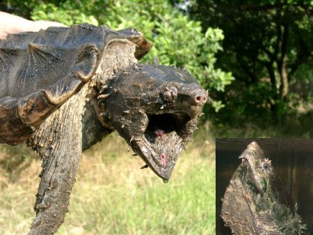 Keselyűteknőst fogtak ki egy veresegyházi tóból