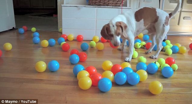 100 darab labdát kapott a kutyus a szülinapjára! Nézd meg a reakcióját!